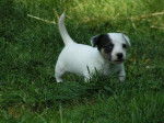 booby - Jack Russell Mâle (2 mois)