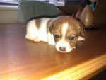 teaser - Jack Russell Femelle (2 mois)