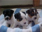 Mabbel, Dipper, and Sassy! - Jack Russell Mâle (1 mois)