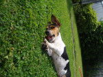Miltoun - Jack Russell Mâle (1 an)