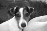 Babe - Jack Russell Femelle