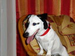 Tickie - Jack Russell Femelle (4 ans)