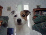 Katy - Jack Russell Femelle (6 ans)