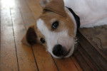 skippy - Jack Russell Mâle (8 mois)