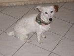 Deco - Jack Russell Femelle (1 an)