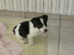 chipie - Jack Russell Femelle (1 an)