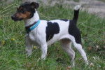 Yumi - Jack Russell Femelle (2 ans)