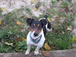 Yumi - Jack Russell Femelle (2 ans)