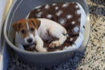 milo - Jack Russell Mâle (4 mois)