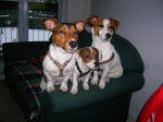 clyde / dario / denve - Jack Russell Mâle (1 mois)