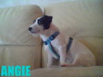 Angie - Jack Russell Femelle (7 ans)