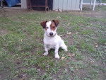 Elyos - Jack Russell Mâle (7 mois)