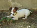 Elyos - Jack Russell Mâle (7 mois)