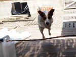 Flicka - Jack Russell Femelle (1 an)