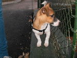 jackie - Jack Russell Mâle (1 an)