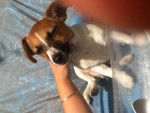 billy - Jack Russell Mâle (5 mois)