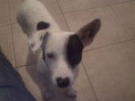 dixit - Jack Russell Mâle (1 an)