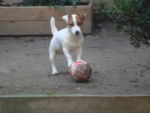 harry - Jack Russell Mâle (1 an)