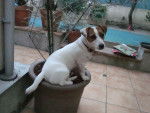 harry - Jack Russell Mâle (11 mois)