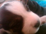 Alondra - Jack Russell Femelle (1 mois)