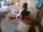 Alondra - Jack Russell Femelle (1 mois)