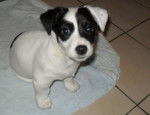 Rima - Jack Russell Femelle (10 mois)