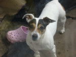 mable - Jack Russell Femelle (13 ans)