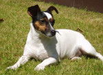 Finja - Jack Russell Femelle (5 ans)