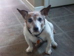 Daisy - Jack Russell Femelle (15 ans)