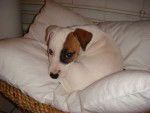 daya - Jack Russell Mâle (5 mois)