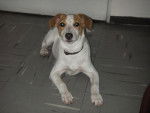 manchita - Jack Russell Femelle (2 ans)