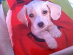 Snoopy - Jack Russell Mâle (1 an)