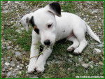 Princesse - Jack Russell Femelle (10 mois)