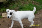 Emmy - Jack Russell Femelle (4 ans)