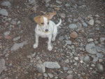 manchi - Jack Russell Femelle (1 an)