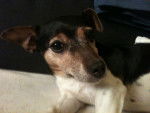 Lucky - Jack Russell Femelle (12 ans)