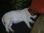 Dustin - Jack Russell Mâle (1 an)