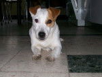 Jack - Jack Russell Mâle (5 ans)