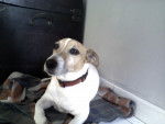 stick - Jack Russell Mâle (7 ans)