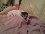 Gibson fait dodo ... - Jack Russell Femelle (1 an)