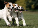 Triplet Puppies - Jack Russell