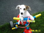 Barbouille - Jack Russell Femelle (8 mois)
