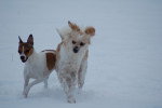 Rusty und Felix - Jack Russell Femelle (8 ans)