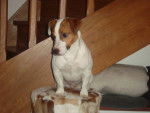 Harry - Jack Russell Mâle (2 ans)