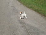 Harry - Jack Russell Mâle (2 ans)