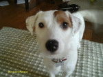 mollie - Jack Russell Femelle (2 ans)
