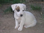 Choupette - Jack Russell Mâle (1 mois)
