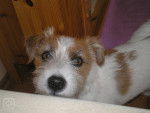 Roxy - Jack Russell Femelle (2 ans)