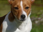 Heva - Jack Russell Femelle (1 an)