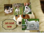 Para:Anamaria18 - Jack Russell Femelle (2 ans)